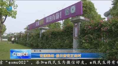 花漾荆州 假日赏花正当时