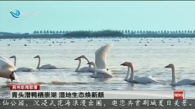 青头潜鸭栖崇湖  湿地生态焕新颜