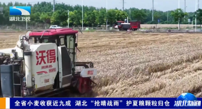 湖北卫视《湖北新闻》丨全省小麦收获近九成 湖北“抢晴战雨”护夏粮颗粒归仓