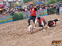 石首天鹅洲：徒手捉猪娃 谁抓住，归谁养