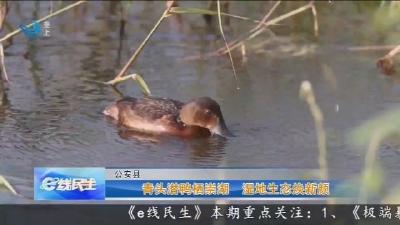 青头潜鸭栖崇湖 湿地生态焕新颜