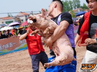 石首天鹅洲：徒手捉猪娃 谁抓住，归谁养