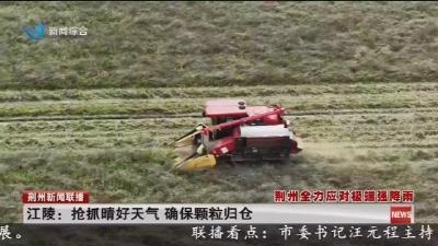 江陵:抢抓晴好天气 确保颗粒归仓