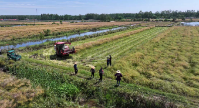 石首市久合垸乡：抢抓粮油丰收季 筑牢秸秆禁烧防护网