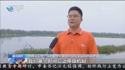 暴雨来袭虾塘受损  开通理赔绿色通道