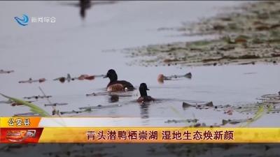 青头潜鸭栖崇湖   湿地生态焕新颜