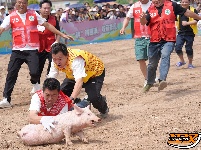 石首天鹅洲：徒手捉猪娃 谁抓住，归谁养