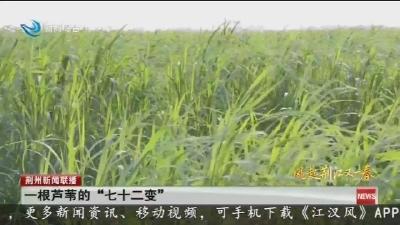 一根芦苇的“七十二变”