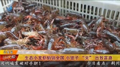 生态小龙虾俏销全国 小钳子“夹”出致富路