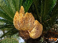 图集 | 洪湖：铁树开花 惊现“七胞胎”