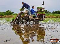 荆州区阴湘城村抢查水稻：稻香绵延六千年  