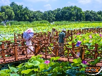 美图丨洪湖瞿家湾的荷花，开成了画