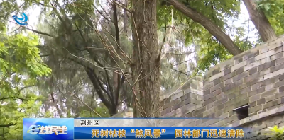e线民生 |死树枯枝“煞风景” 园林部门迅速清除