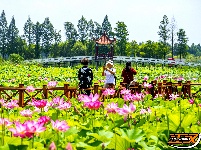 美图丨洪湖瞿家湾的荷花，开成了画