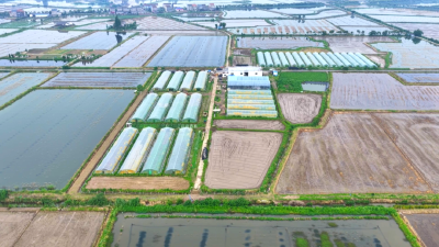 荆州：30万盘秧苗就位！这个育秧基地订单火爆