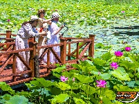 美图丨洪湖瞿家湾的荷花，开成了画