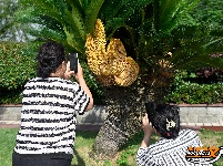 图集 | 洪湖：铁树开花 惊现“七胞胎”