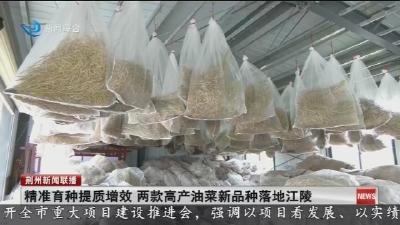 精准育种提质增效   两款高产油菜新品种落地江陵