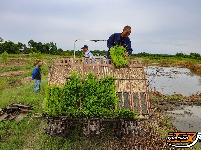 荆州区阴湘城村抢查水稻：稻香绵延六千年  