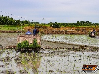荆州区阴湘城村抢查水稻：稻香绵延六千年  
