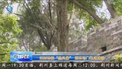 死树枯枝“煞风景”  园林部门迅速清除