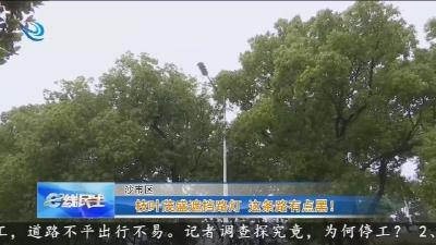 枝叶茂盛遮挡路灯 这条路有点黑!