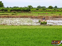 荆州区阴湘城村抢查水稻：稻香绵延六千年  