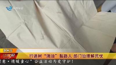 行道树“滴油”黏路人 部门治理解民忧