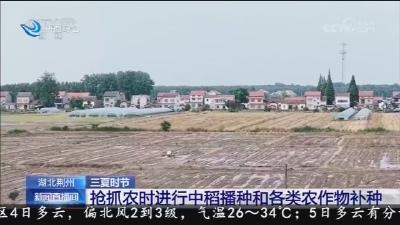 抢抓农时进行中稻播种和各类农作物补种