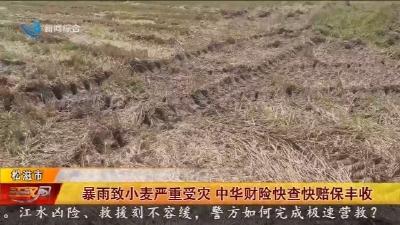 暴雨致小麦严重受灾 中华财险快查快赔保丰收
