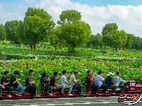 美图丨洪湖瞿家湾的荷花，开成了画