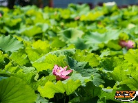 荷花初绽 拉开荆州夏日赏荷序幕