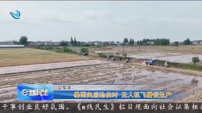 暴雨灾后抢农时  无人机飞播促生产