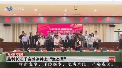 监利长江千亩滩涂种上 “生态草”