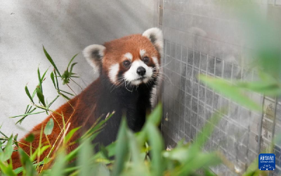 大陆赠台小熊猫抵达台北