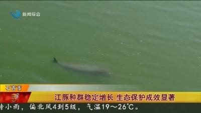 江豚种群稳定增长 生态保护成效显著