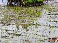 荆州区阴湘城村抢查水稻：稻香绵延六千年  