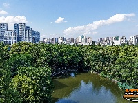 盛夏绿意浓 沙市中山公园变身“纳凉绿洲”