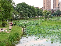 沙市区太师渊公园：碧叶连天解锁夏日限定美景
