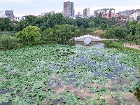 沙市区太师渊公园：碧叶连天解锁夏日限定美景
