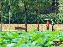 【图集】明月公园荷花竞相绽放 绘就夏日生态画卷