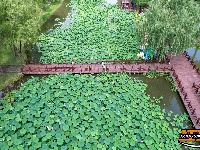 【图集】明月公园荷花竞相绽放 绘就夏日生态画卷