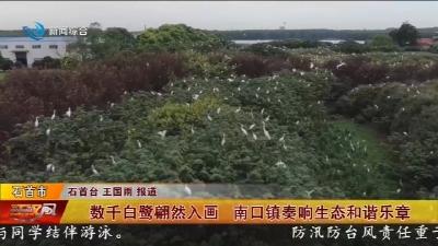 数千白鹭翩然入画   南口镇奏响生态和谐乐章