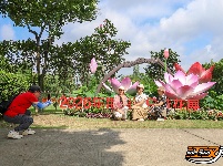 【图集】明月公园荷花竞相绽放 绘就夏日生态画卷