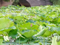 沙市区太师渊公园：碧叶连天解锁夏日限定美景
