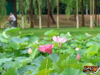 【图集】明月公园荷花竞相绽放 绘就夏日生态画卷