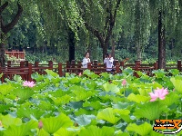 【图集】明月公园荷花竞相绽放 绘就夏日生态画卷