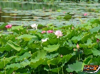 【图集】明月公园荷花竞相绽放 绘就夏日生态画卷