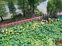【图集】明月公园荷花竞相绽放 绘就夏日生态画卷