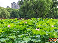【图集】明月公园荷花竞相绽放 绘就夏日生态画卷